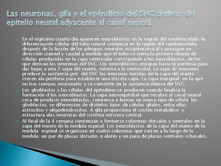 Las neuronas, glía y el epéndimo del SNC derivan del epitelio neural adyacente al