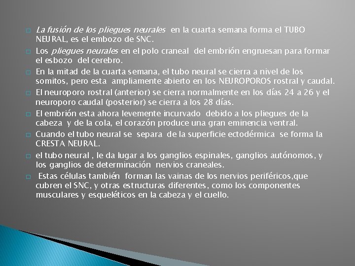 � � � � La fusión de los pliegues neurales en la cuarta semana