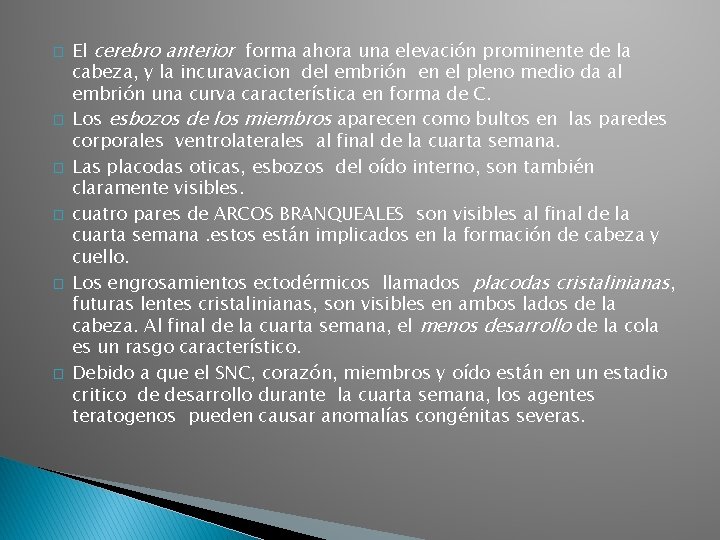 � � � El cerebro anterior forma ahora una elevación prominente de la cabeza,