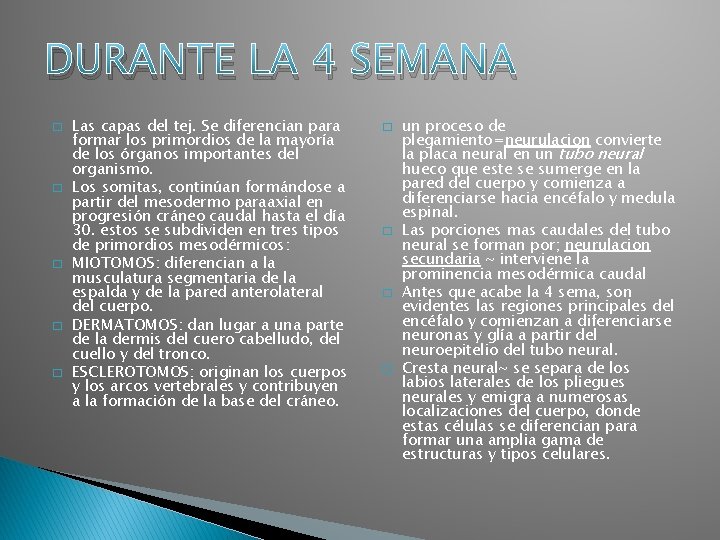 DURANTE LA 4 SEMANA � � � Las capas del tej. Se diferencian para