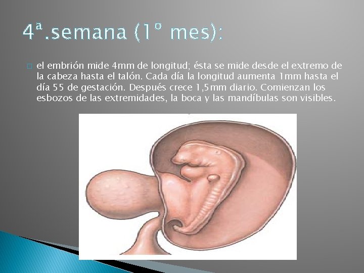 4ª. semana (1º mes): � el embrión mide 4 mm de longitud; ésta se