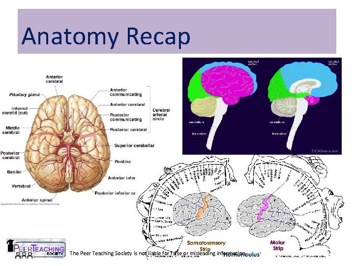 Anatomy Recap The Peer Teaching Society is not liable for false or misleading information…