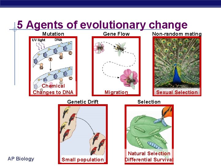 5 Agents of evolutionary change Mutation Gene Flow Non-random mating Chemical Changes to DNA