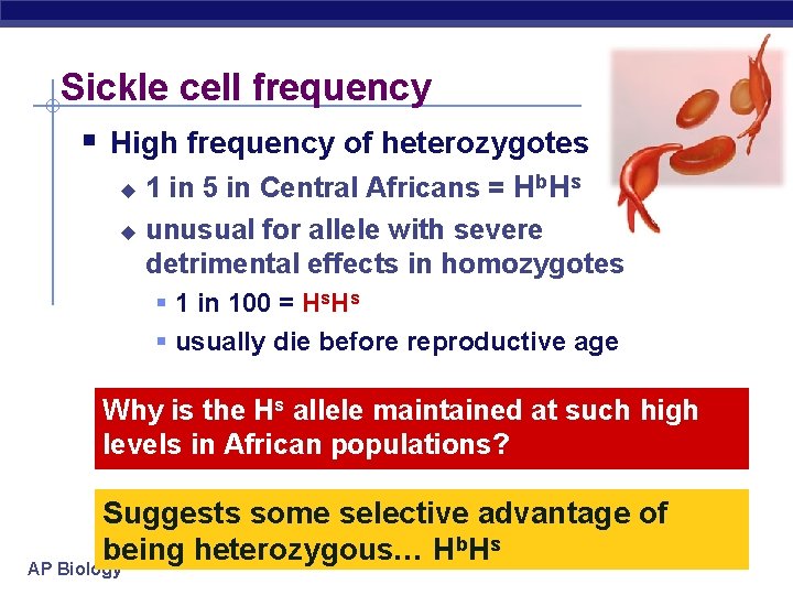 Sickle cell frequency § High frequency of heterozygotes 1 in 5 in Central Africans