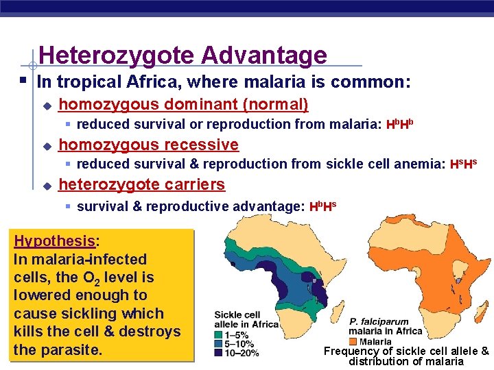 Heterozygote Advantage § In tropical Africa, where malaria is common: u homozygous dominant (normal)