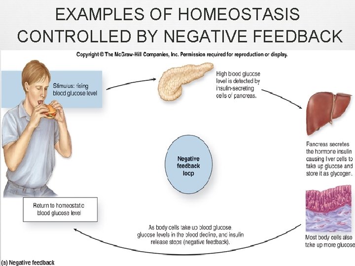 EXAMPLES OF HOMEOSTASIS CONTROLLED BY NEGATIVE FEEDBACK 