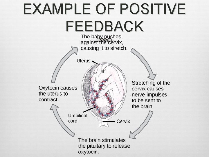 EXAMPLE OF POSITIVE FEEDBACK 