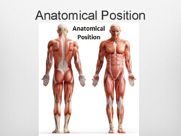 Anatomical Position 