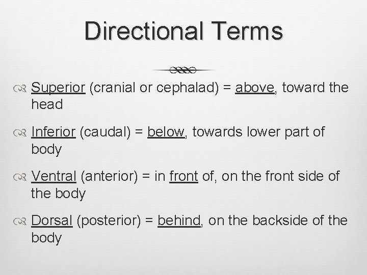 Directional Terms Superior (cranial or cephalad) = above, toward the head Inferior (caudal) =