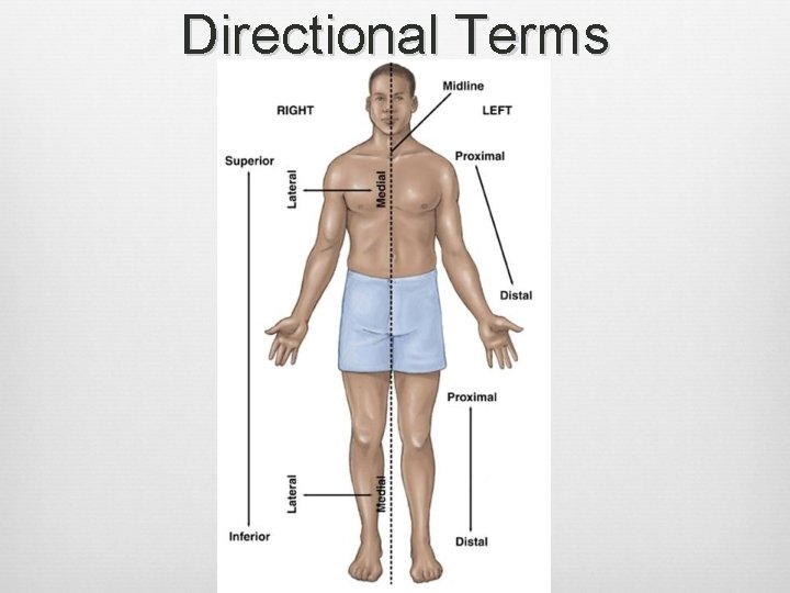 Directional Terms 