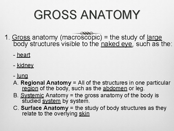 GROSS ANATOMY 1. Gross anatomy (macroscopic) = the study of large body structures visible