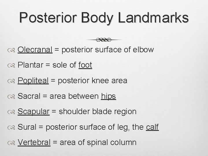 Posterior Body Landmarks Olecranal = posterior surface of elbow Plantar = sole of foot
