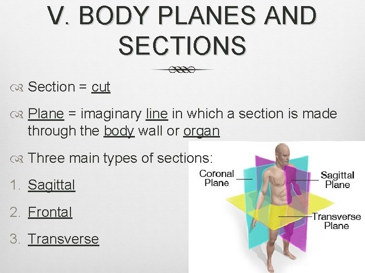V. BODY PLANES AND SECTIONS Section = cut Plane = imaginary line in which