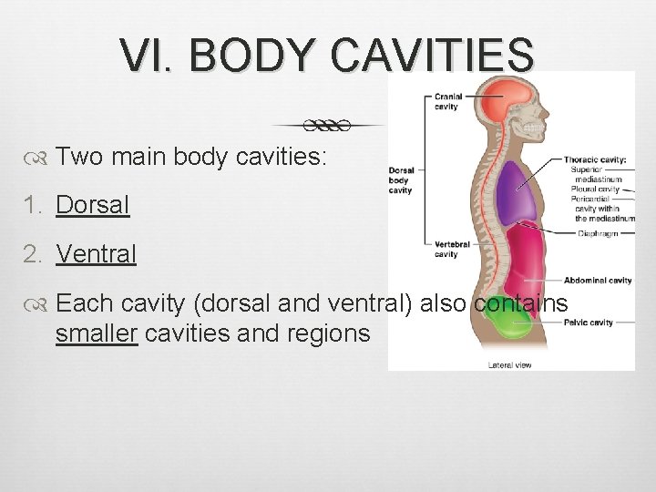 VI. BODY CAVITIES Two main body cavities: 1. Dorsal 2. Ventral Each cavity (dorsal