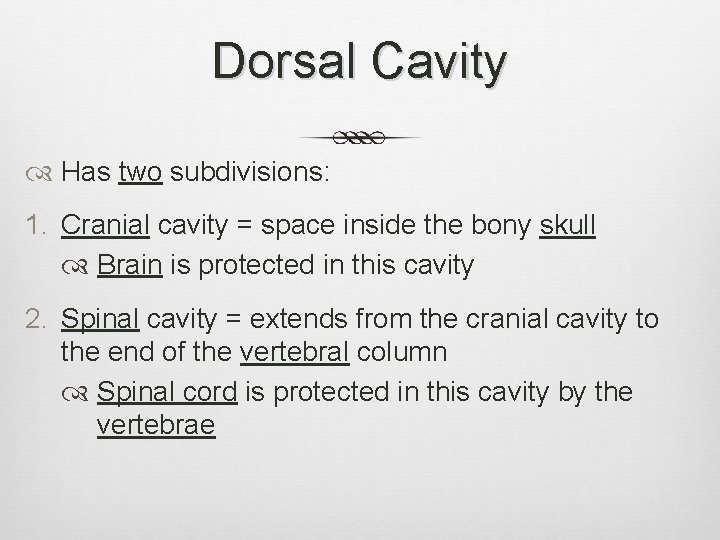Dorsal Cavity Has two subdivisions: 1. Cranial cavity = space inside the bony skull