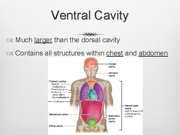 Ventral Cavity Much larger than the dorsal cavity Contains all structures within chest and