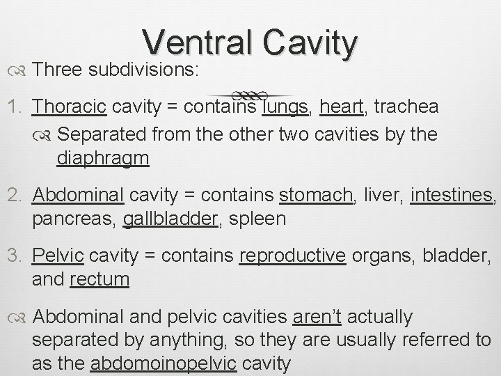 Ventral Cavity Three subdivisions: 1. Thoracic cavity = contains lungs, heart, trachea Separated from