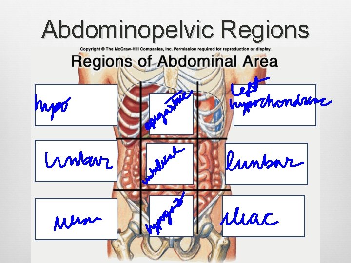 Abdominopelvic Regions 