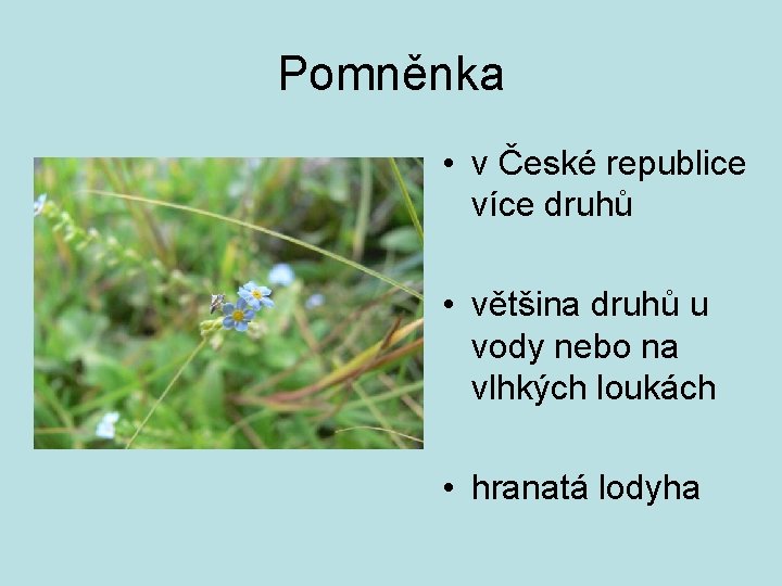 Pomněnka • v České republice více druhů • většina druhů u vody nebo na