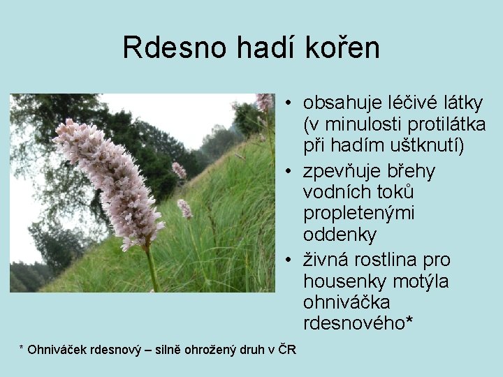 Rdesno hadí kořen • obsahuje léčivé látky (v minulosti protilátka při hadím uštknutí) •