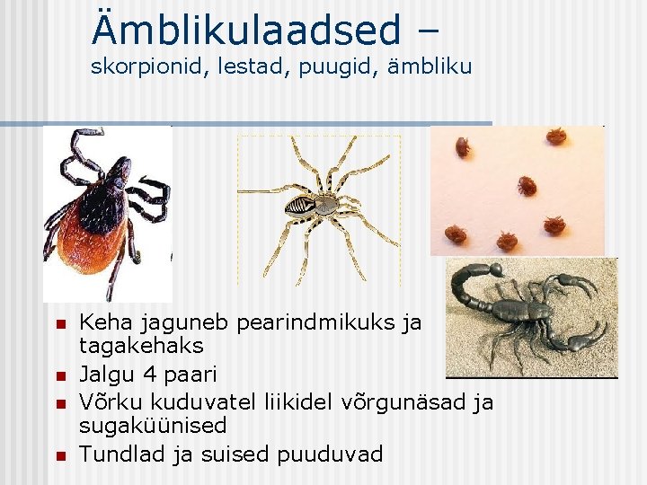 Ämblikulaadsed – skorpionid, lestad, puugid, ämbliku n n Keha jaguneb pearindmikuks ja tagakehaks Jalgu