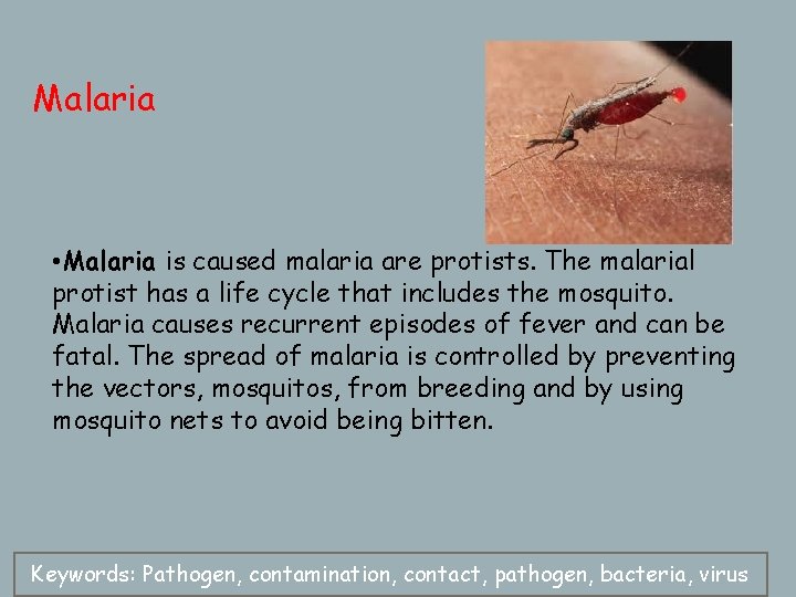 Malaria • Malaria is caused malaria are protists. The malarial protist has a life