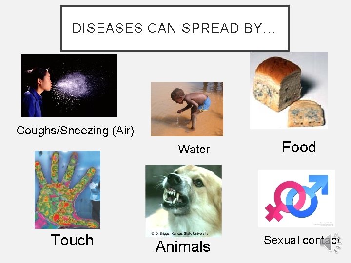 DISEASES CAN SPREAD BY. . . Coughs/Sneezing (Air) Water Touch Animals Food Sexual contact