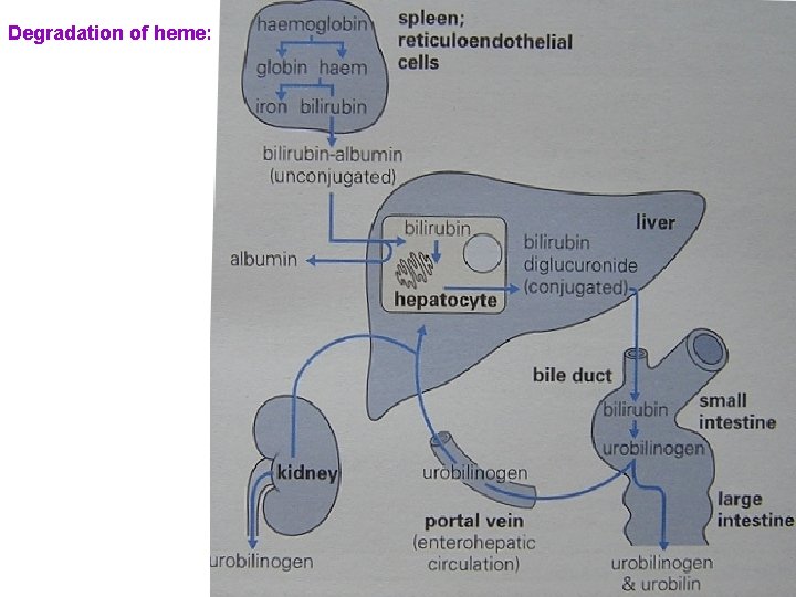 Degradation of heme: 