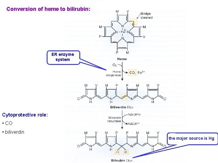 Conversion of heme to bilirubin: ER enzyme system Cytoprotective role: • CO • biliverdin