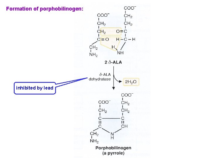 Formation of porphobilinogen: inhibited by lead 