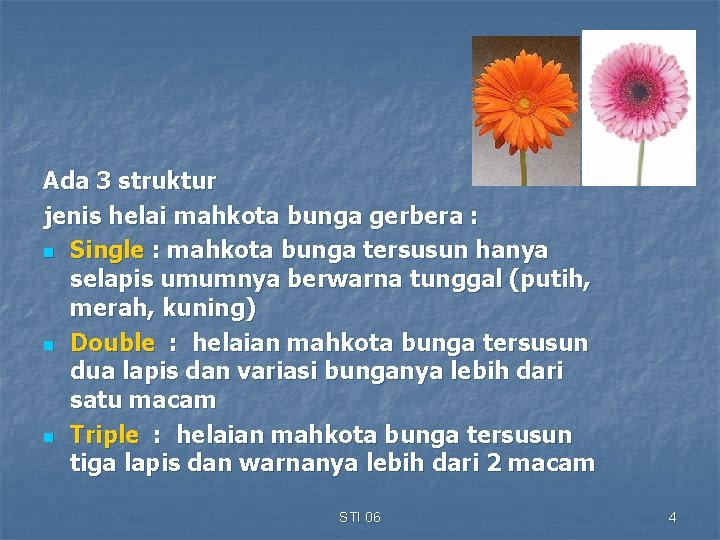 Ada 3 struktur jenis helai mahkota bunga gerbera : n Single : mahkota bunga