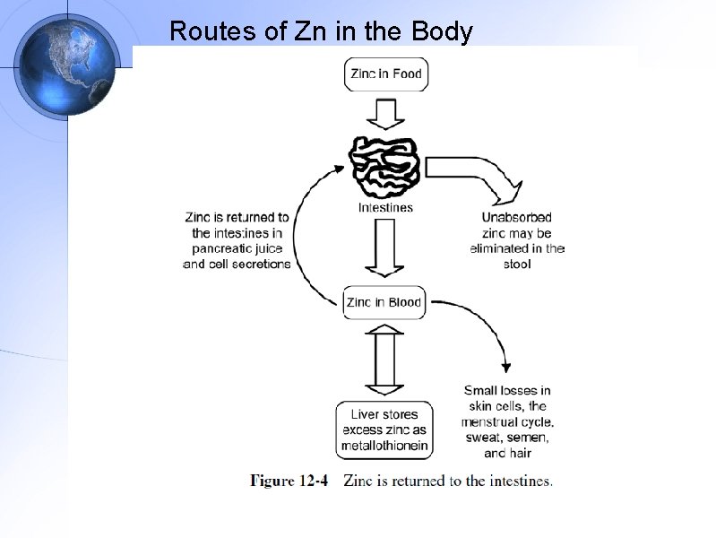 Routes of Zn in the Body 