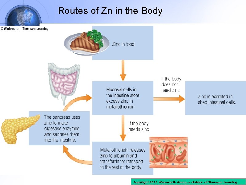 Routes of Zn in the Body Copyright 2005 Wadsworth Group, a division of Thomson