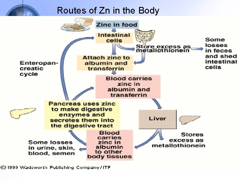 Routes of Zn in the Body 