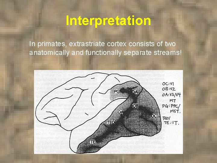 Interpretation In primates, extrastriate cortex consists of two anatomically and functionally separate streams! 