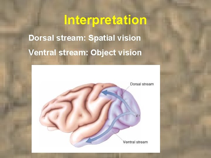 Interpretation Dorsal stream: Spatial vision Ventral stream: Object vision 