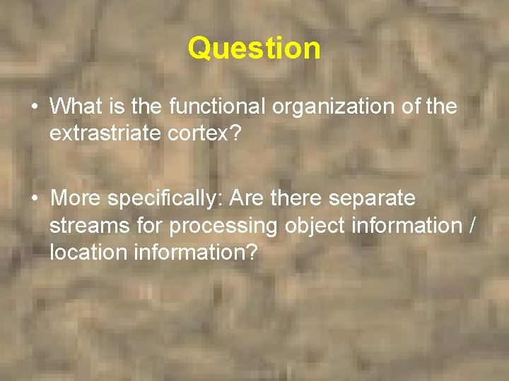 Question • What is the functional organization of the extrastriate cortex? • More specifically:
