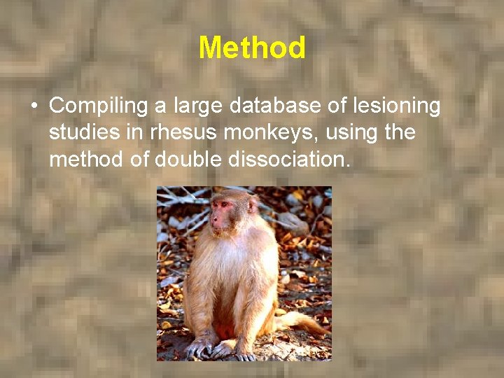 Method • Compiling a large database of lesioning studies in rhesus monkeys, using the