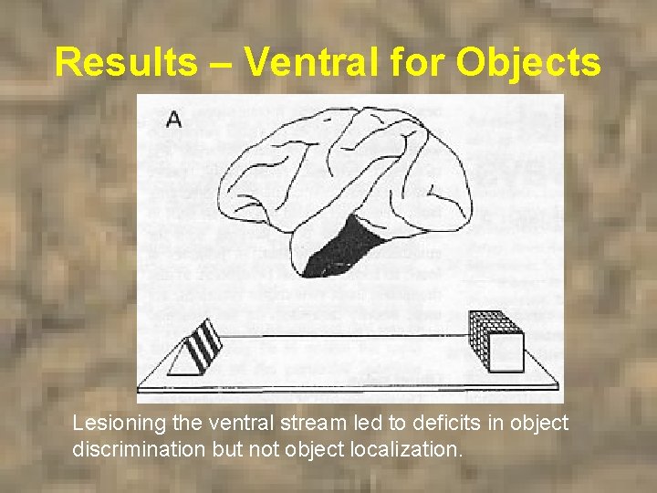 Results – Ventral for Objects Lesioning the ventral stream led to deficits in object
