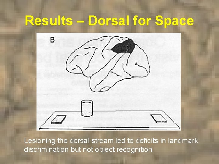 Results – Dorsal for Space Lesioning the dorsal stream led to deficits in landmark