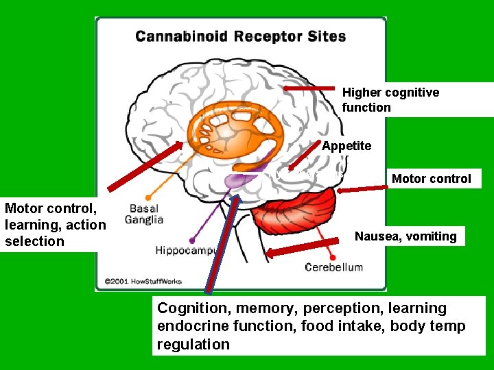 Cerebral Cortex Higher cognitive function Appetite Hypothalamus Motor control, learning, action selection Motor control