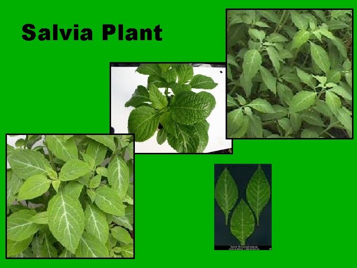 Salvia Plant 