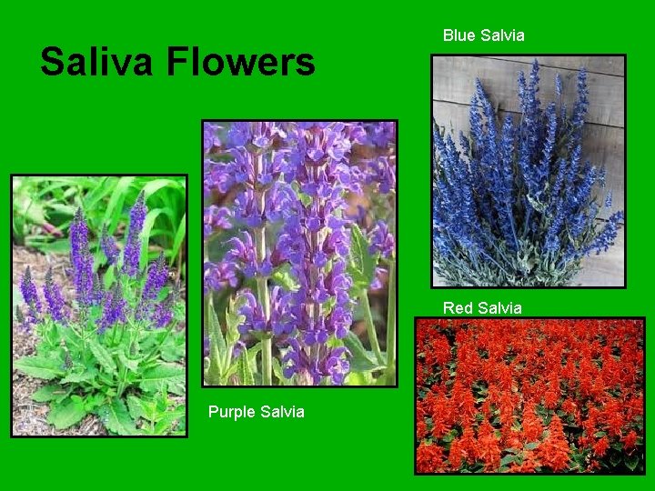 Saliva Flowers Blue Salvia Red Salvia Purple Salvia 