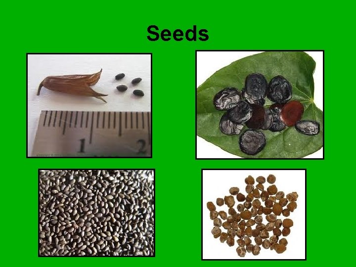 Seeds 