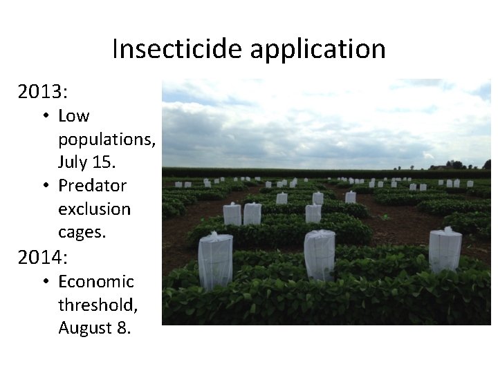 Insecticide application 2013: • Low populations, July 15. • Predator exclusion cages. 2014: •