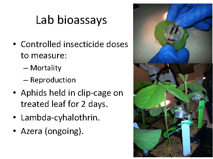 Lab bioassays • Controlled insecticide doses to measure: – Mortality – Reproduction • Aphids
