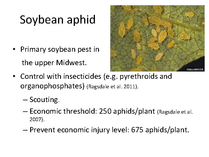 Soybean aphid • Primary soybean pest in the upper Midwest. • Control with insecticides