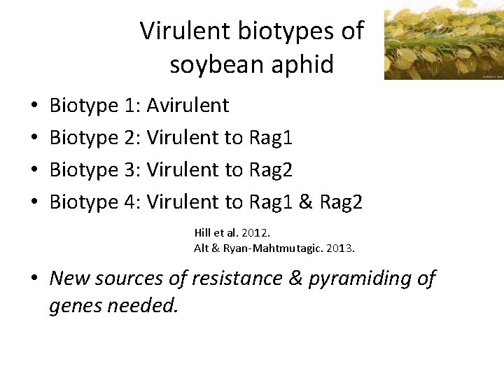 Virulent biotypes of soybean aphid • • Biotype 1: Avirulent Biotype 2: Virulent to
