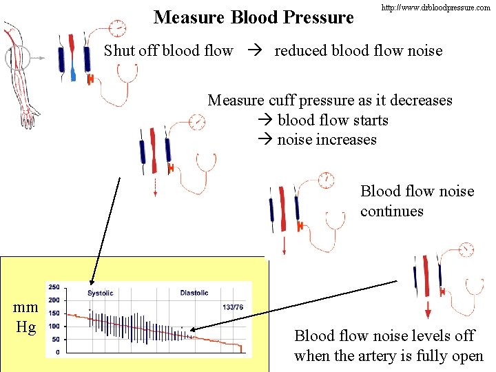 Measure Blood Pressure http: //www. drbloodpressure. com Shut off blood flow reduced blood flow