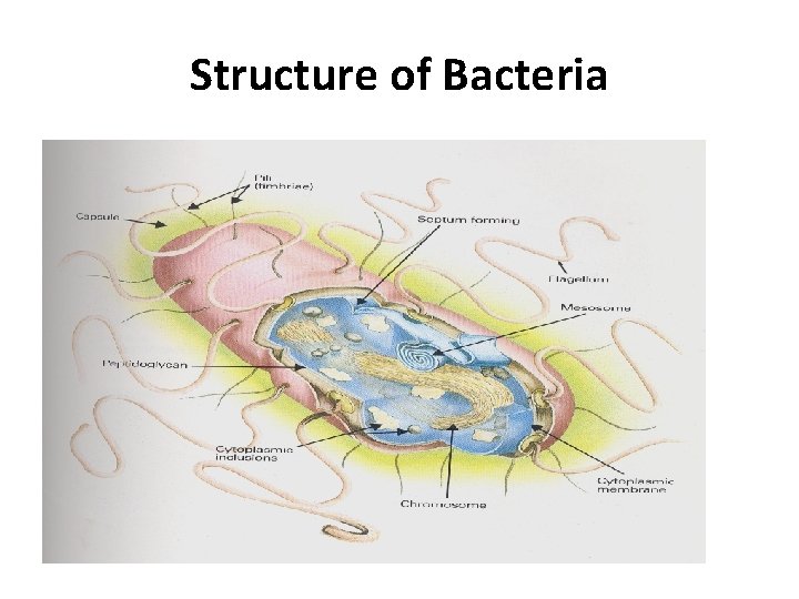 Structure of Bacteria 